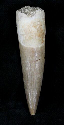 Fossil Plesiosaur Tooth - Morocco #22655